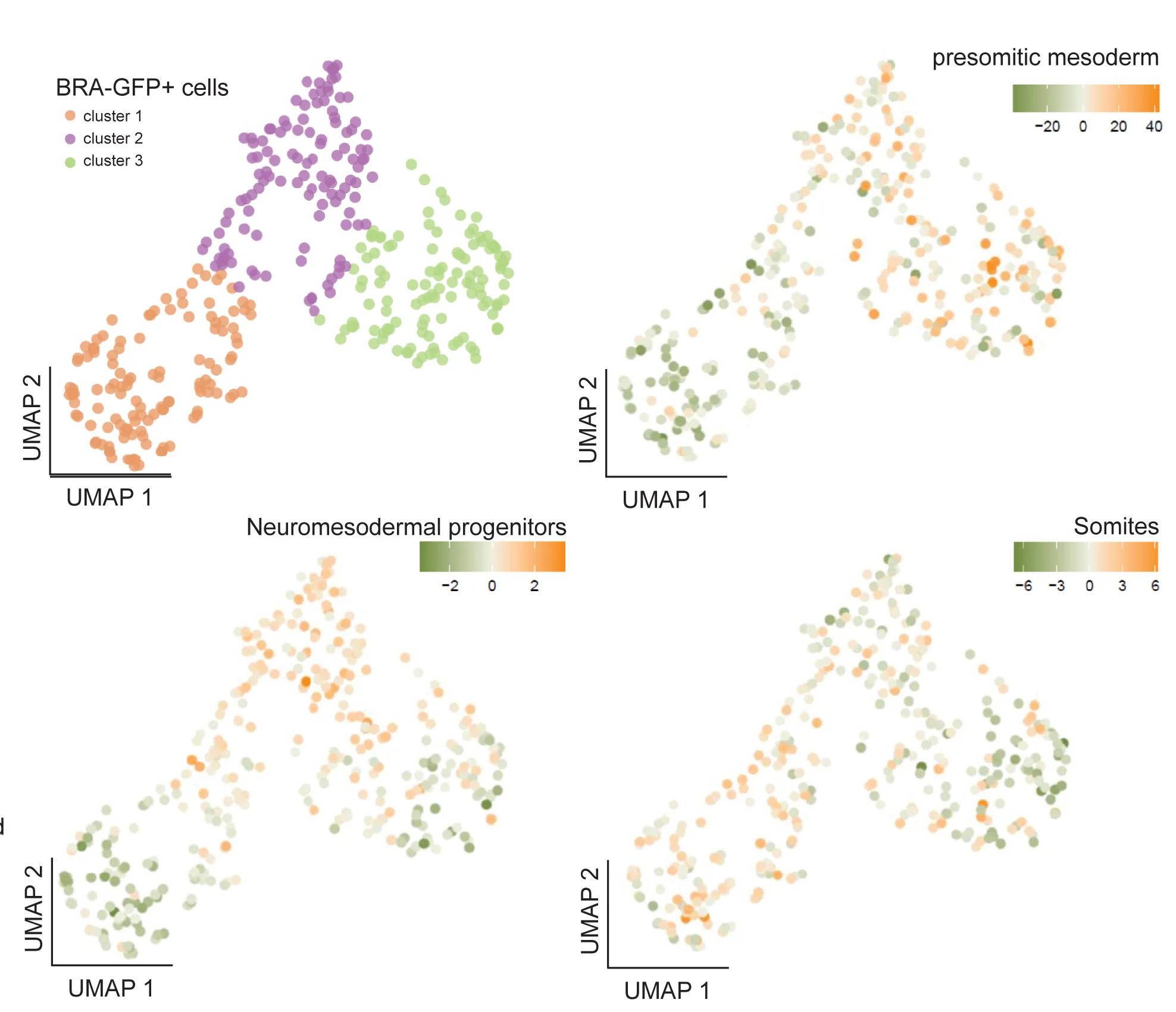 Open access visualization of UMAP, Scatter Plot, UMAP Projection, BRA-GFP+ Cells, Protein Expression
