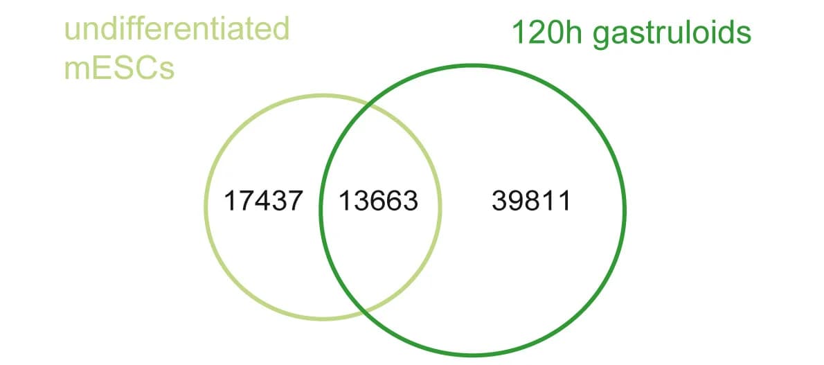 Open access visualization of Venn Diagram, P300 Binding Sites, mESCs, Gastruloids