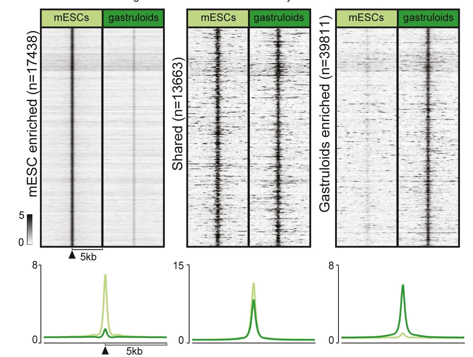 Open access visualization of Heatmap, Line Plot, P300 ChIP-seq Signal, mESC, Gastruloids