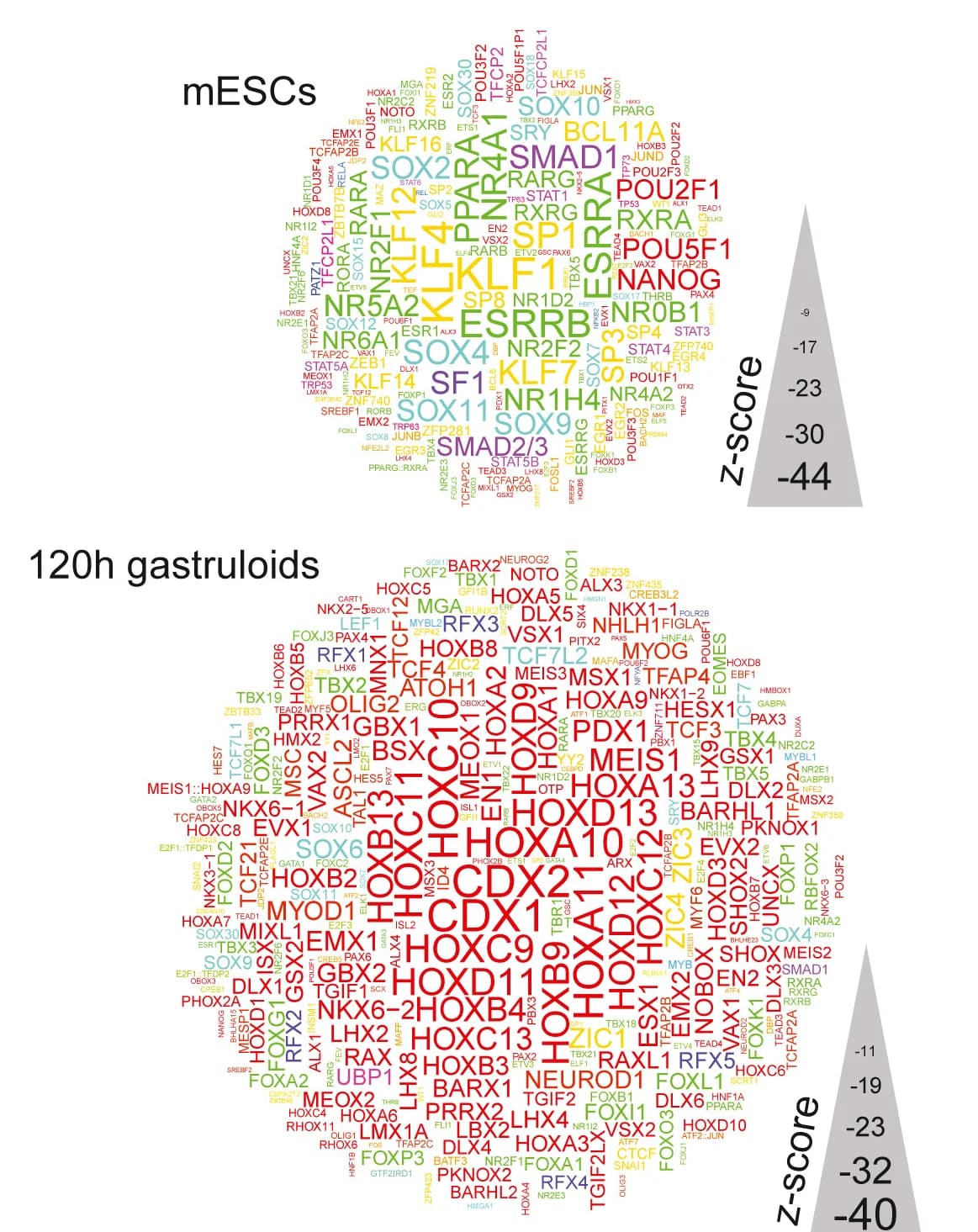 Open access visualization of Illustration, Motif Enrichment, mESC, Gastruloid, P300 Binding Sites