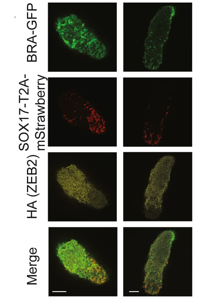 Open access visualization of Microscopy, Immunofluorescence Staining, Gastruloids, mESCs