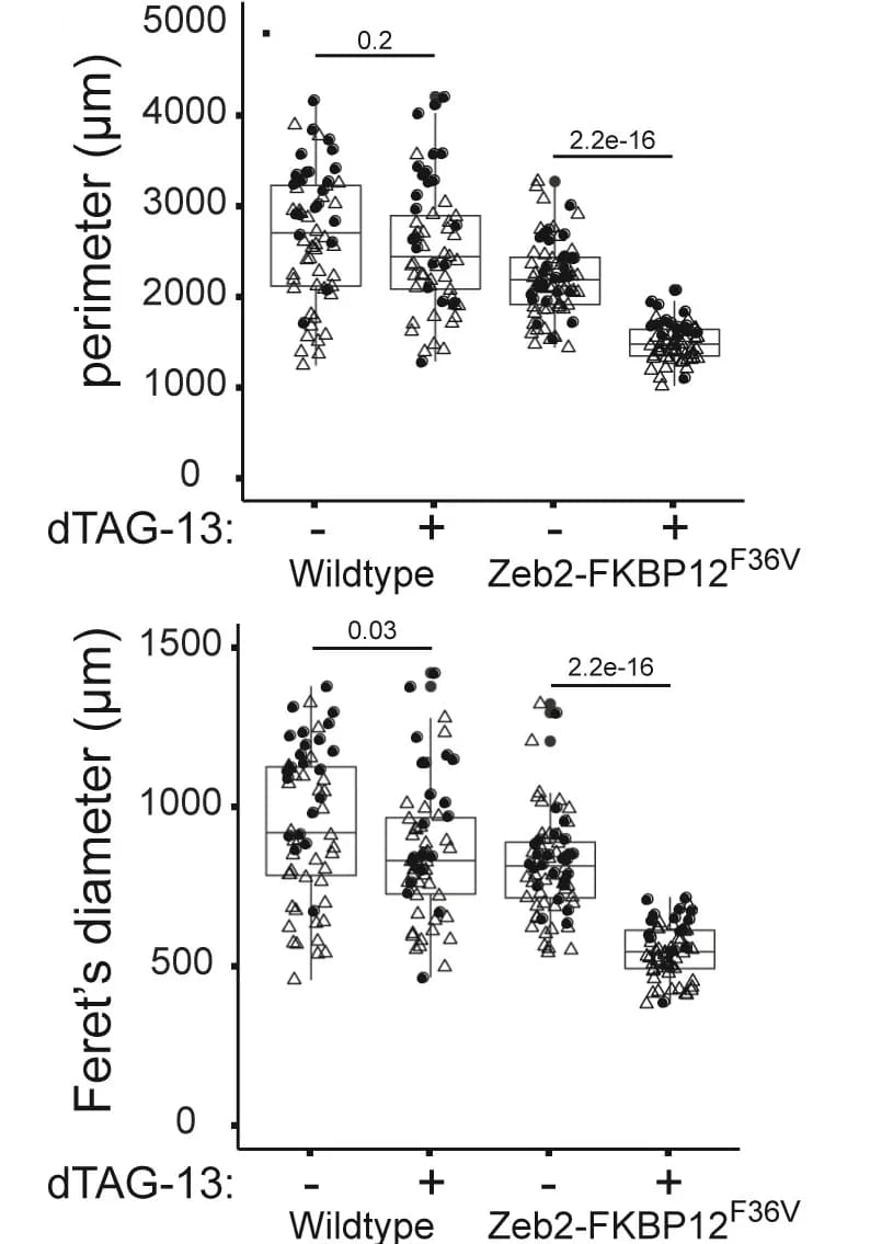 Open access visualization of Box Plot, Scatter Plot, Perimeter, Feret’s Diameter, Somitic Gastruloids
