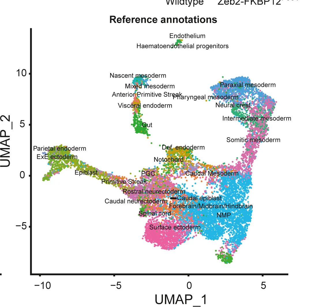 Open access visualization of Scatter Plot, UMAP, Cell Types, Mouse Gastrulation Atlas