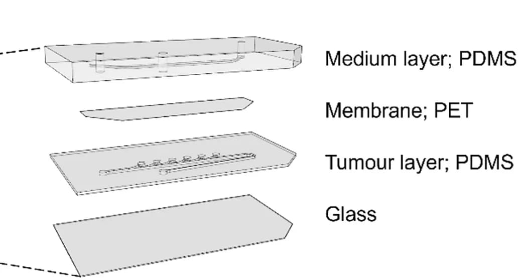 Open access visualization of Illustration, Workflow, Chip Layers, PDMS Medium Layer, Medium Channel