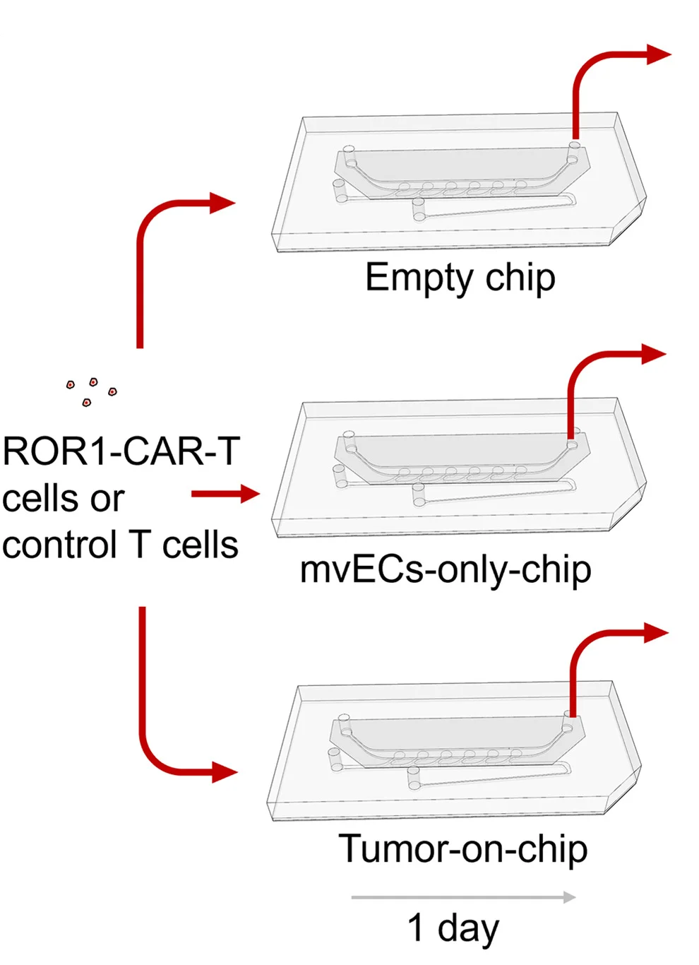 Open access visualization of Workflow, Flowchart, CAR-T Cells, Tumor-on-Chip, Cytokines