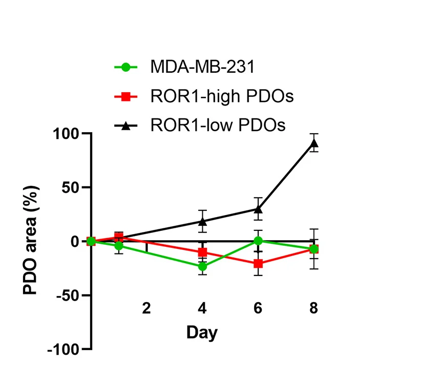 Open access visualization of Line Plot, Error Bars, Tumor Organoids, CAR-T Cells, PDO Growth