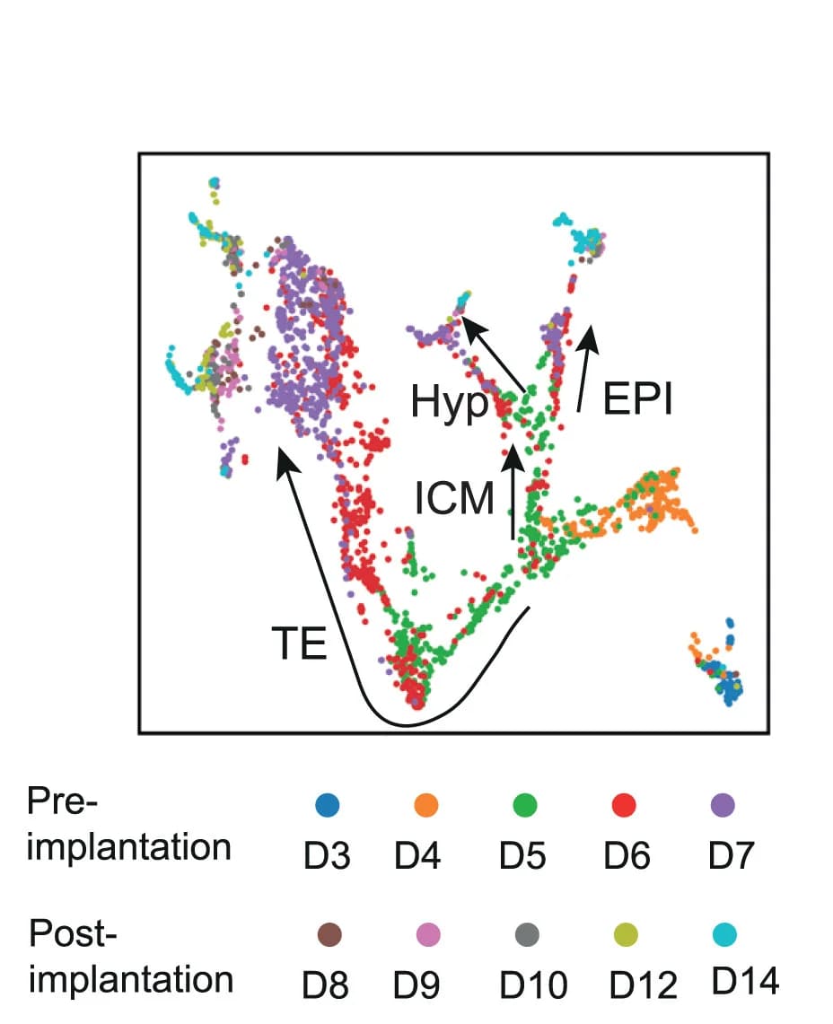 Open access visualization of Scatter Plot, UMAP, PCA, Embryo, Single-cell