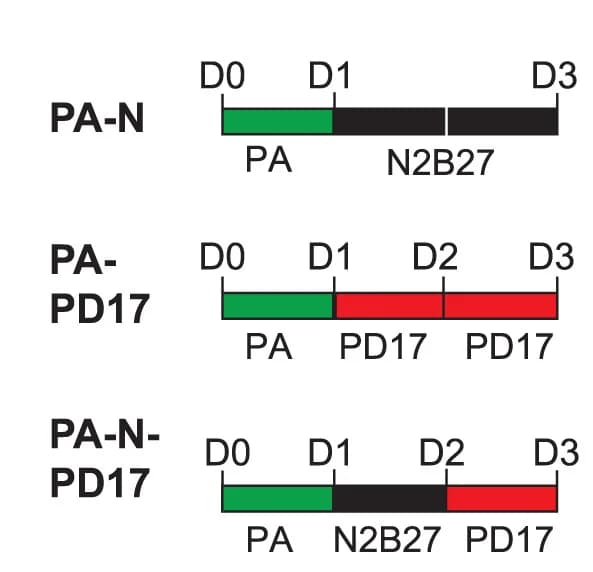 Open access visualization of Workflow, PA-N Differentiation, PD17 Treatment, PDA83 Treatment, Schematic Illustration