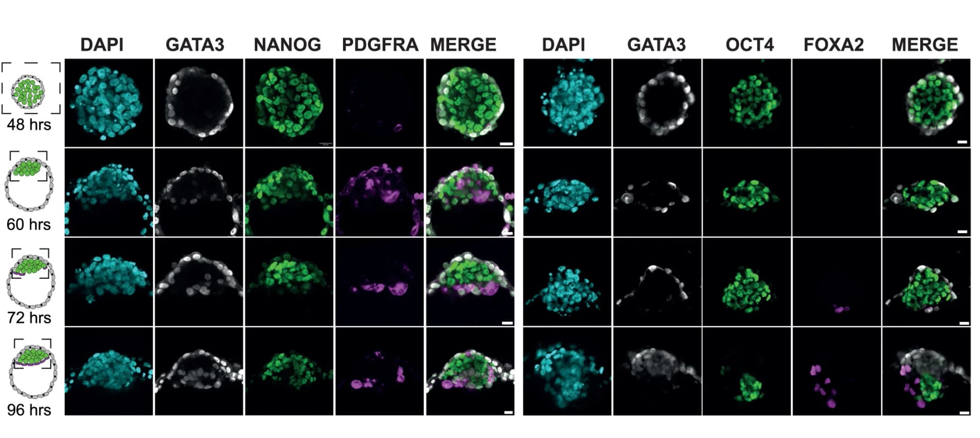 Open access visualization of Microscopy, Immunostaining, Blastoid Formation, HNES1 GATA3:mKO2 Cells