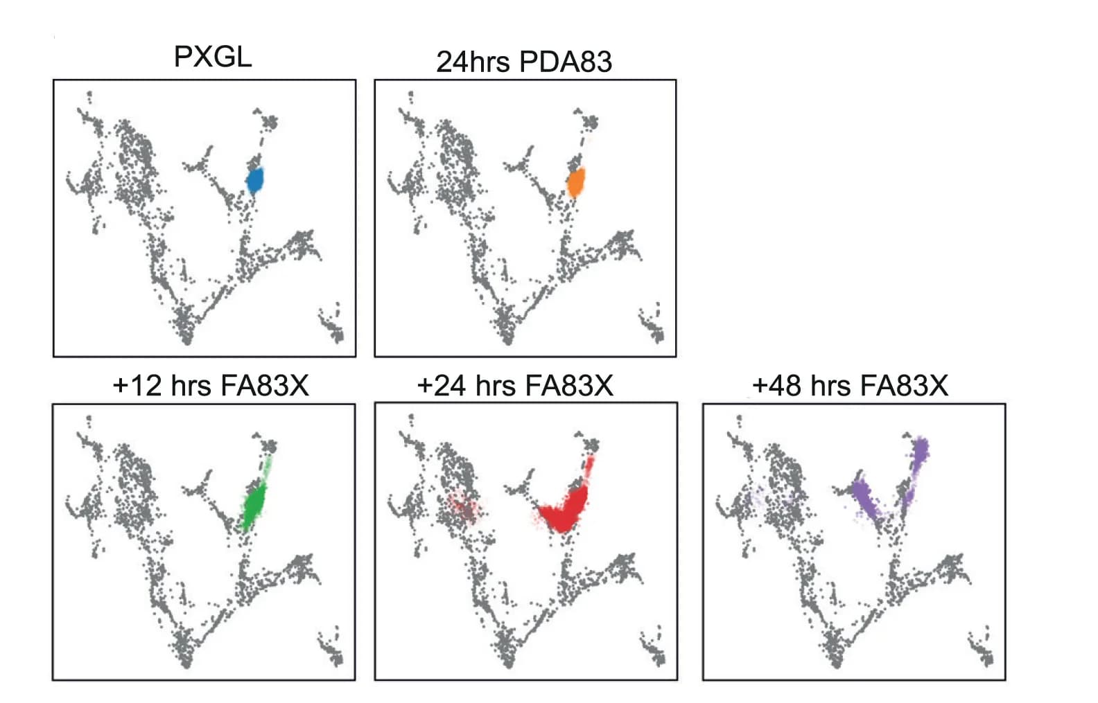 Open access visualization of Scatter Plot, UMAP, scRNA-seq, PA-FA83X, Time Course