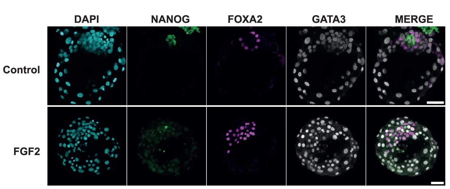Open access visualization of Microscopy, Immunostaining, Blastocyst, N2B27, FGF2