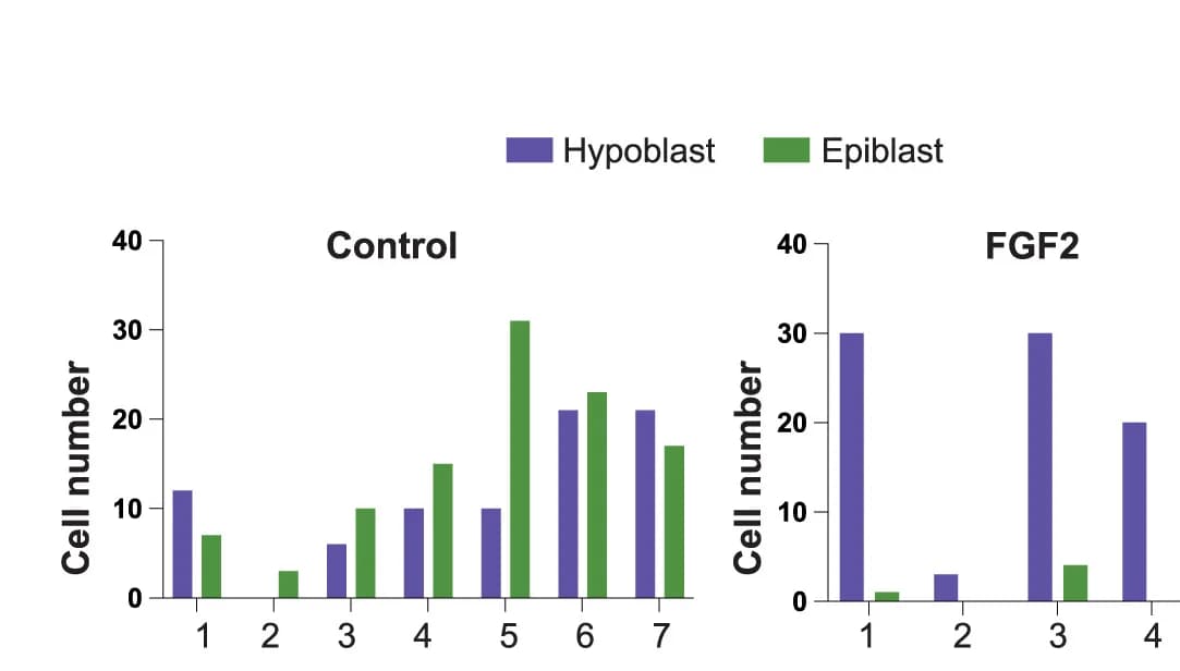 Open access visualization of Clustered, Epiblast, Hypoblast, FGF2, Embryos