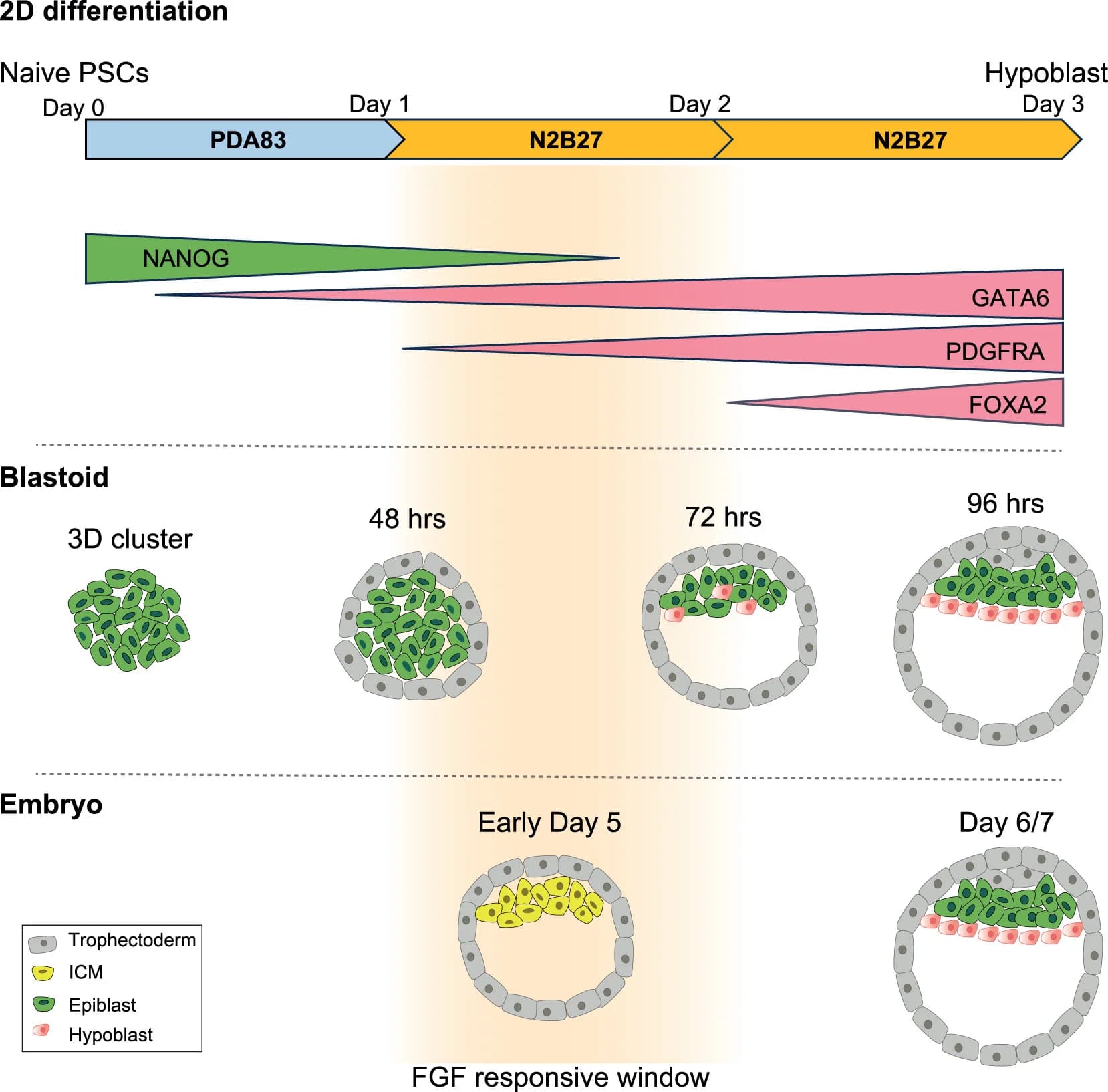 Open access visualization of Workflow, Illustration, Hypoblast, PDA83, 2D Adherent Differentiation