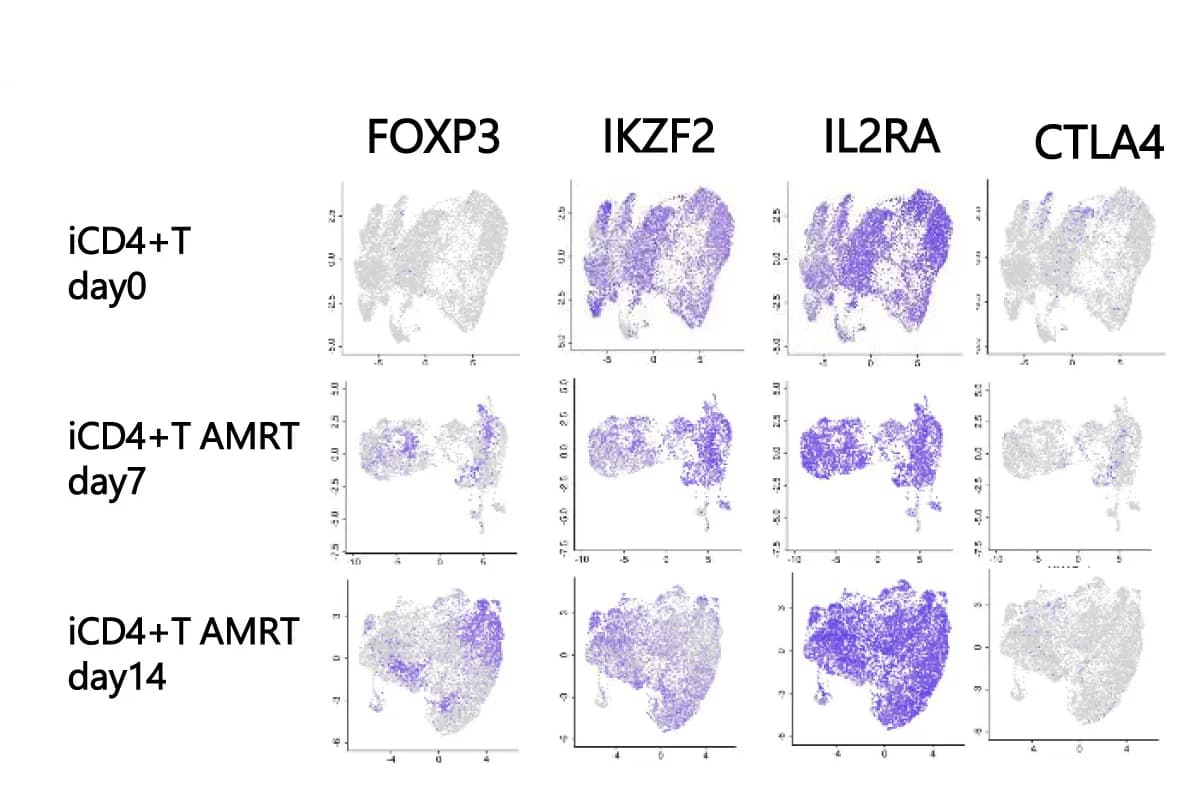 Open access visualization of Scatter Plot, UMAP, UMAP Plots, AMRT, iCD4 T Cells