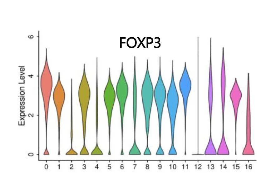 Open access visualization of Violin Plot, Expression Level, FOXP3, Clusters, UMAP