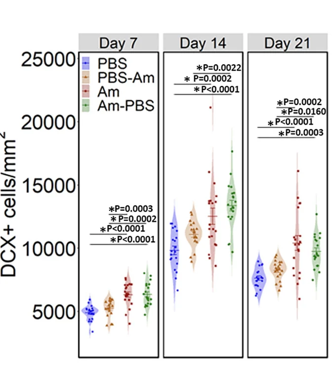 Open access visualization of Violin Plot, Scatter Plot, Error Bars, DCX-positive Cells, Dentate Gyri