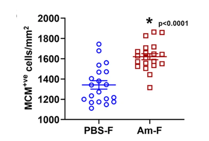Open access visualization of Scatter Plot, Error Bars, Quantification, MCM2-positive Cells, Dentate Gyri