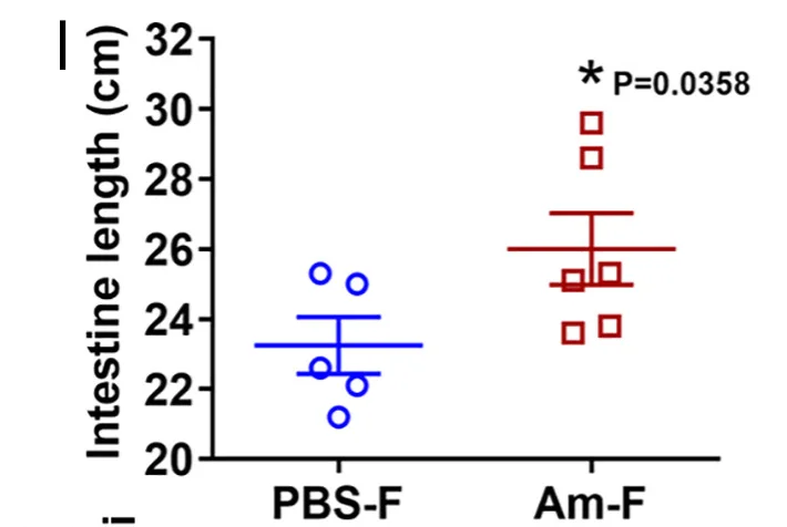 Open access visualization of Scatter Plot, Error Bars, Intestinal Lengths, PBS-Fs, Am-Fs