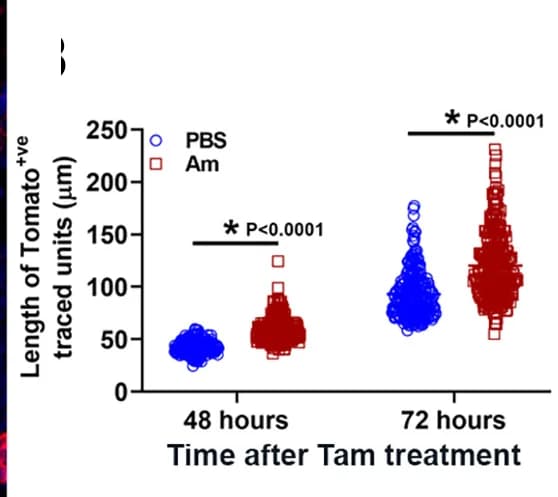 Open access visualization of Scatter Plot, Tomato-positive Cells, Crypt-villi Axis, Tamoxifen