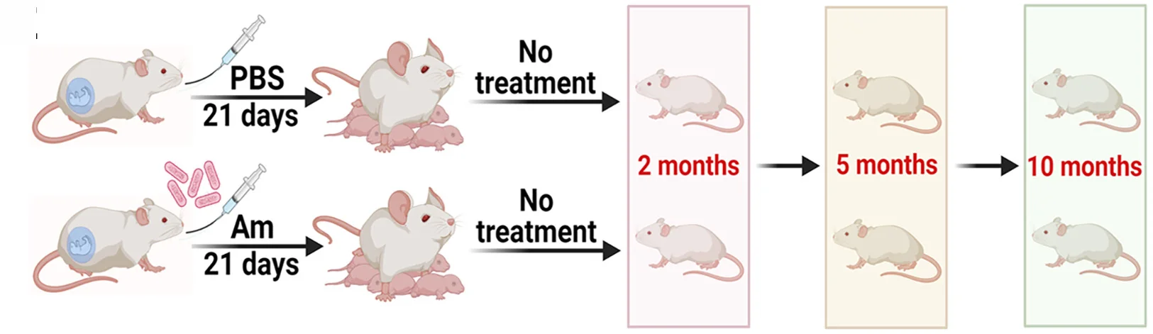 Open access visualization of Workflow, Illustration, Mice, PBS, Am
