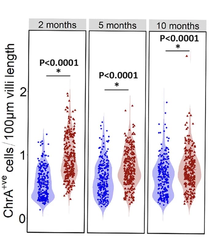 Open access visualization of Violin Plot, Scatter Plot, Enteroendocrine Cells, Small Intestines, Mice
