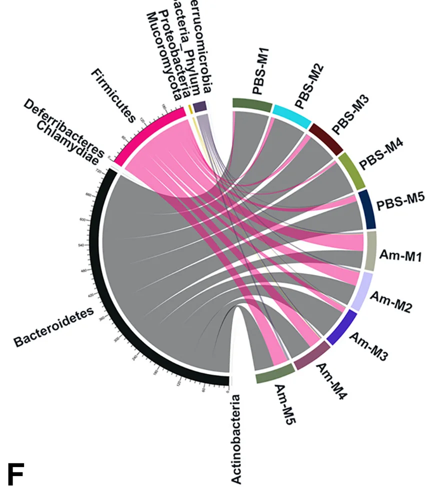Open access visualization of Chord, Circos Representation, Bacterial Phyla, Pregnant Mothers