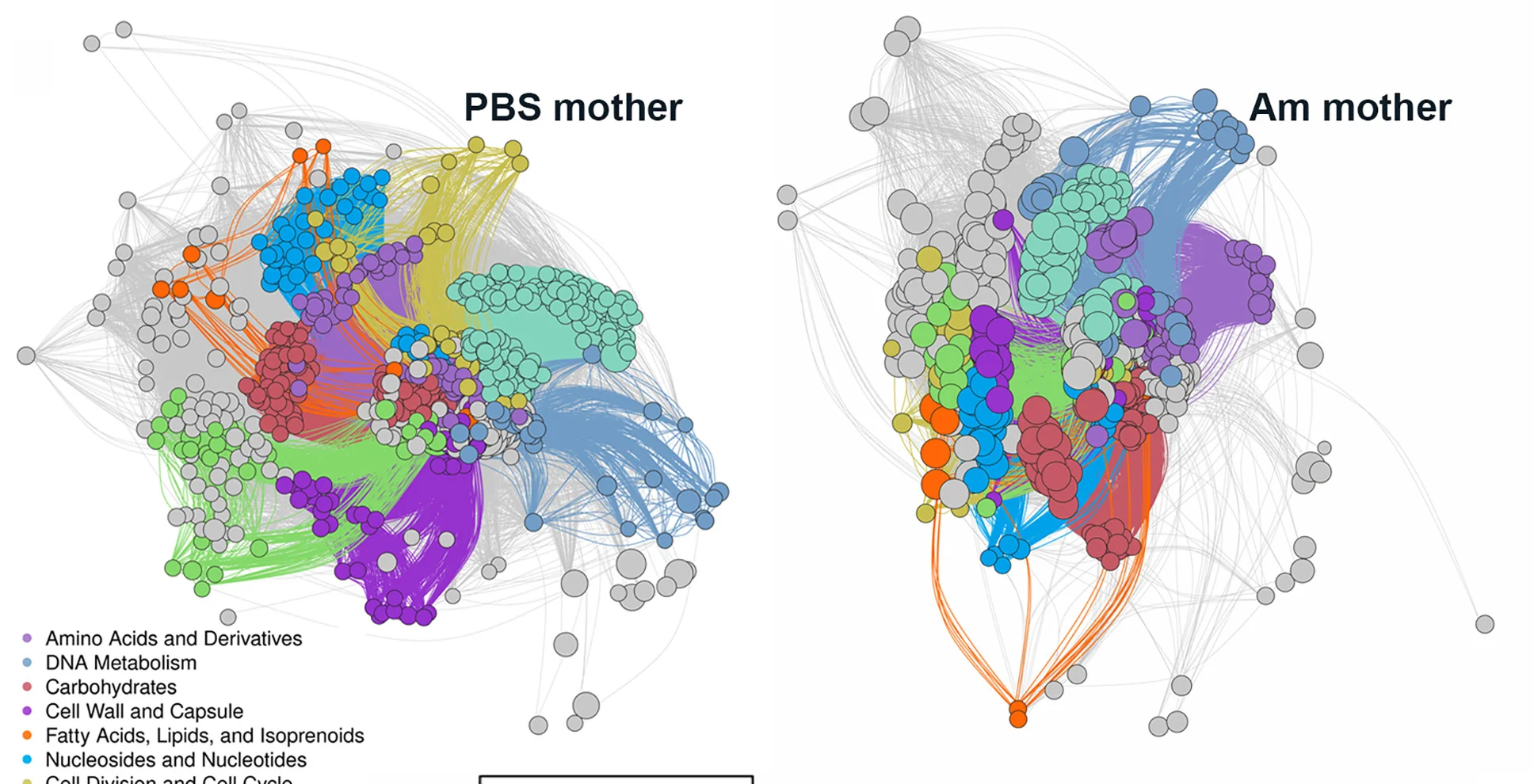 Open access visualization of Network, Pathway, Network Analysis, Sequence Annotation and Exploration Database, SEED