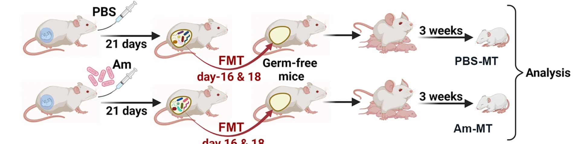 Open access visualization of Workflow, Illustration, Microbiota Transplantation, Germ-Free Mice, Offspring Development