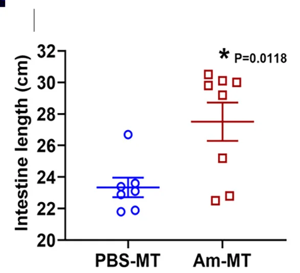 Open access visualization of Scatter Plot, Error Bars, Intestinal Length, Measurement