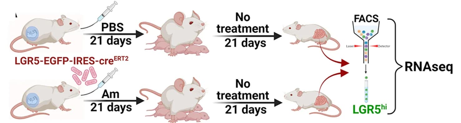 Open access visualization of Workflow, Illustration, LGR5-EGFP-IRES-creERT2 Mice, PBS, Am