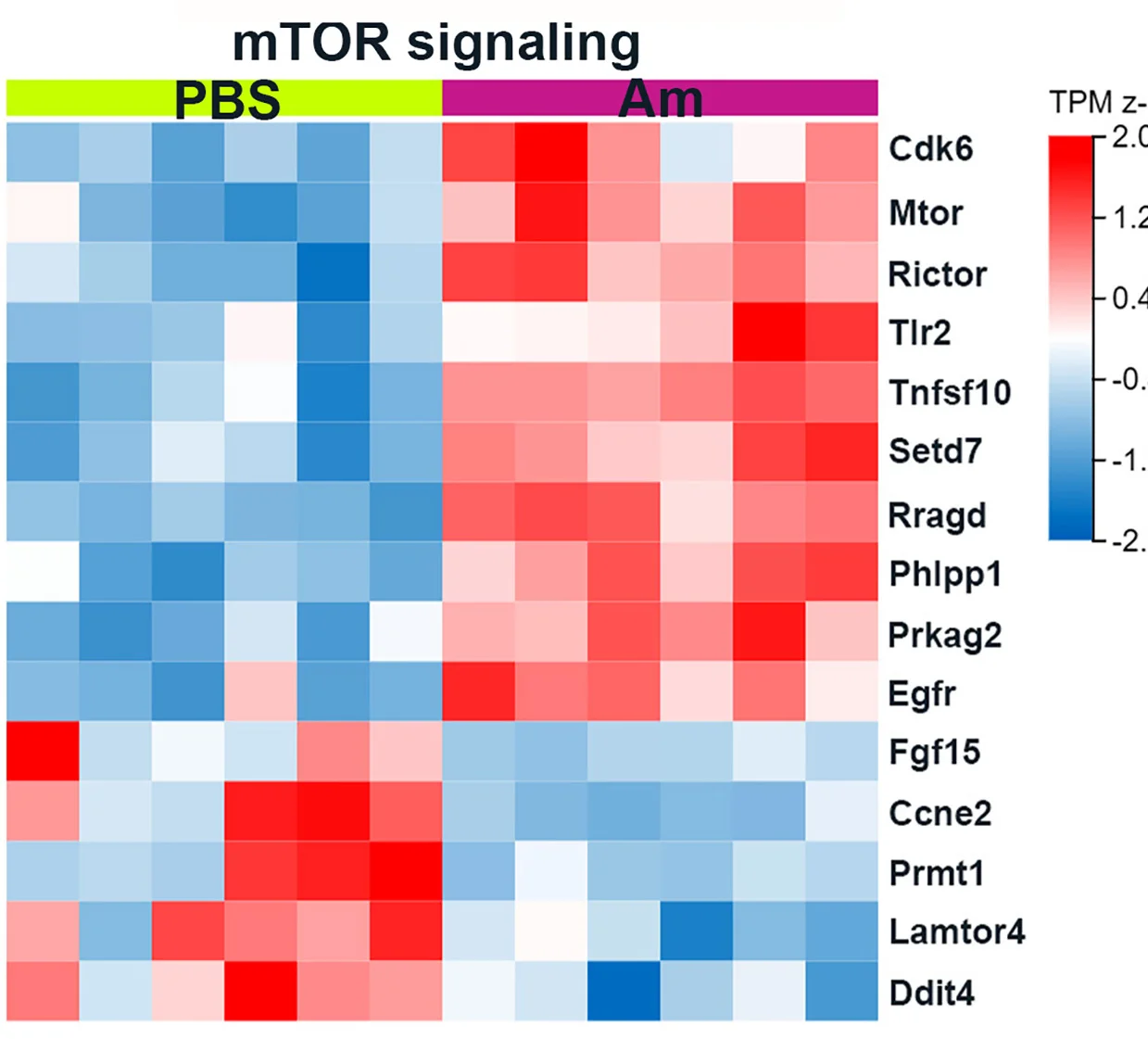 Open access visualization of Heatmap, mTOR Signaling Pathway, KEGG, Lgr5+ Intestinal Stem Cells, Mice