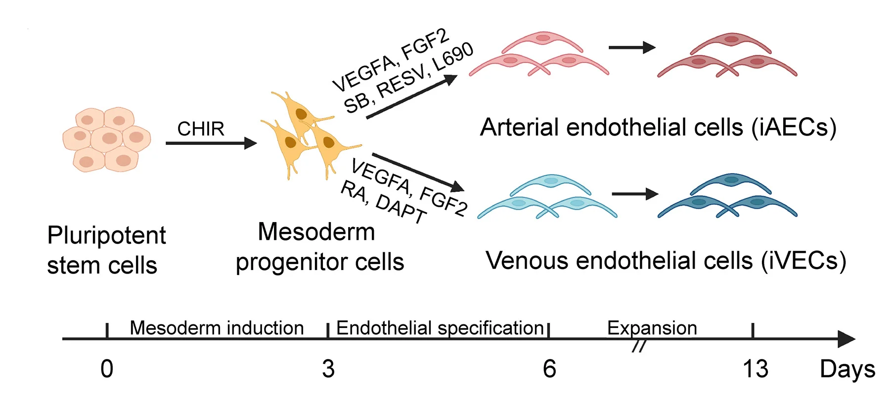 Open access visualization of Workflow, Flowchart, Illustration, Venous Endothelial Cells, Arterial Endothelial Cells