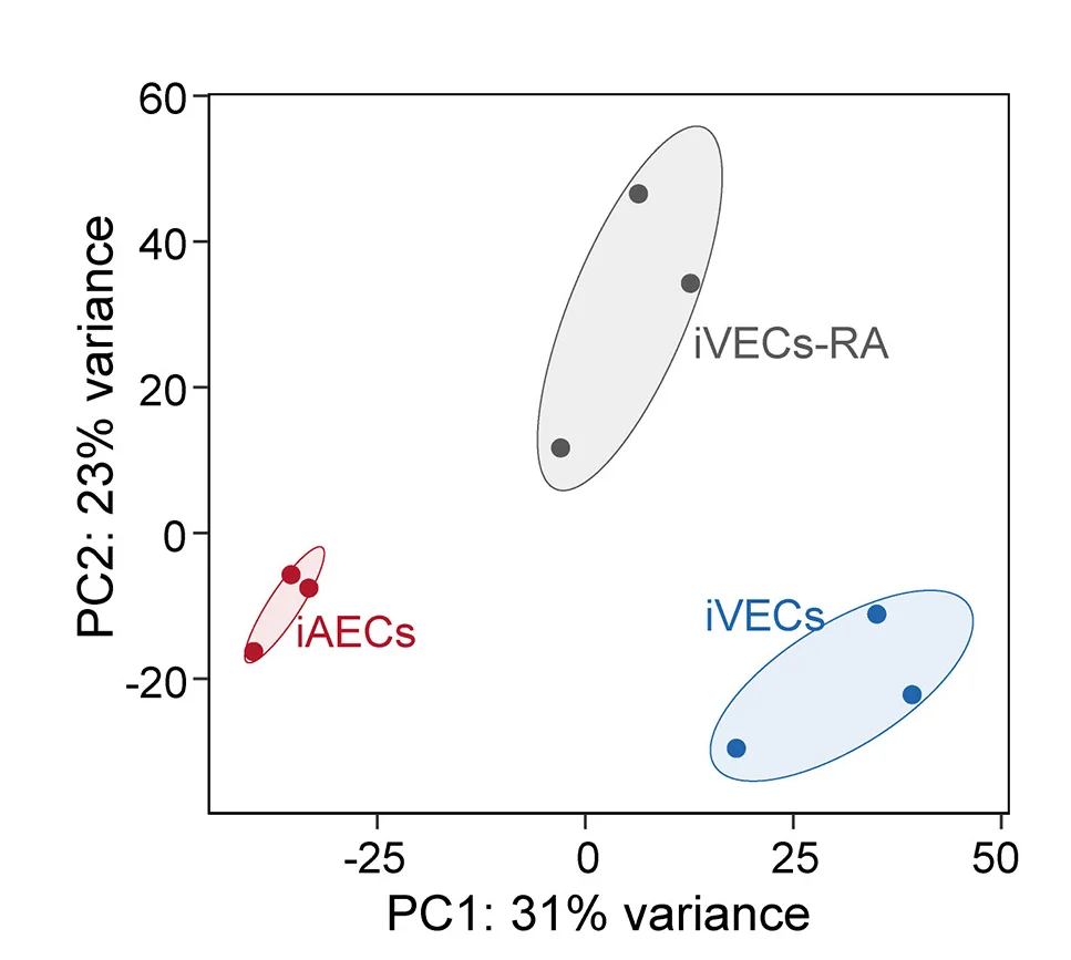 Open access visualization of Scatter Plot, PCA, Principal-Component Analysis, Transcriptomics, iAECs