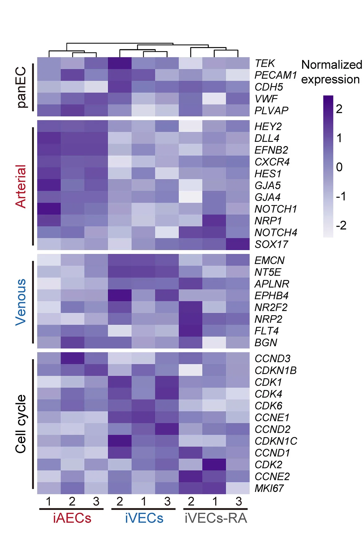 Open access visualization of Heatmap, Clustered, Gene Expression, Pan-EC, Arterial EC