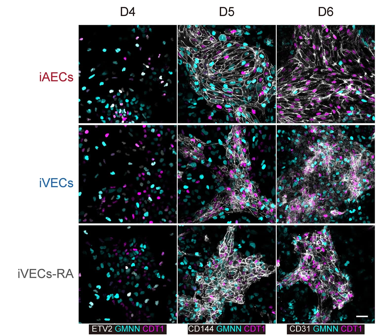 Open access visualization of Microscopy, Immunofluorescent Images, ETV2, GMNN, CDT1