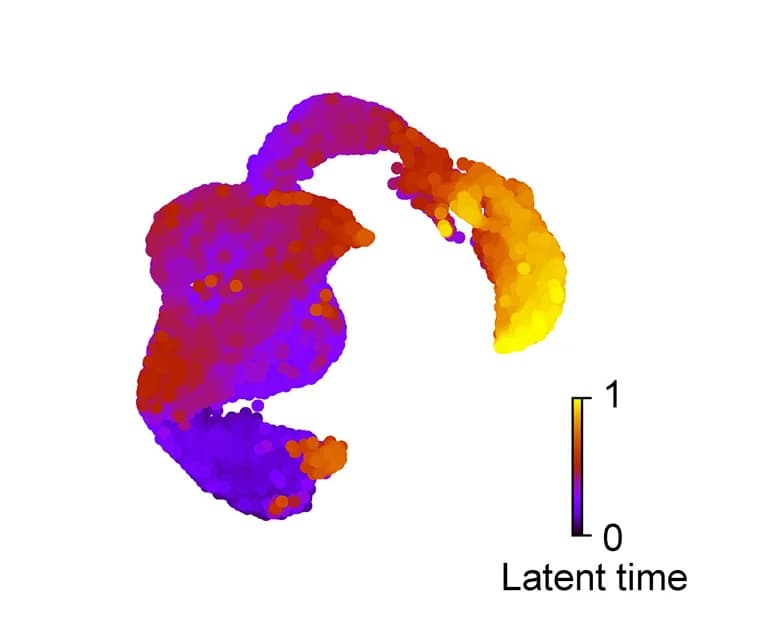 Open access visualization of Scatter Plot, UMAP, Cells, Latent Time, Transcriptional Dynamics