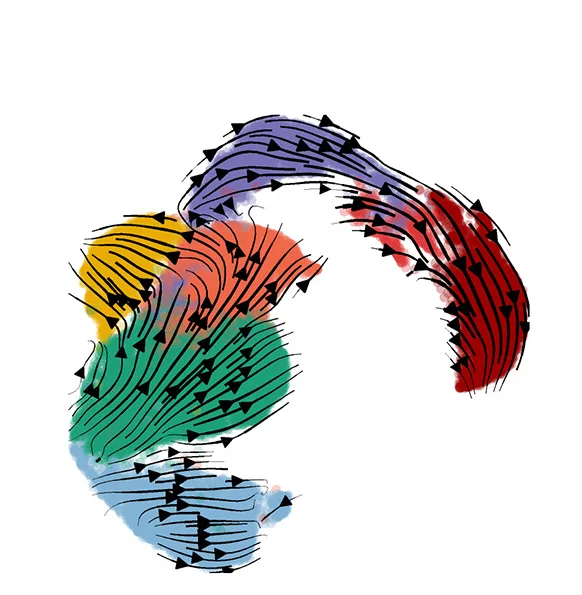 Open access visualization of Illustration, RNA Velocity, Trajectories, UMAP, Cell Type