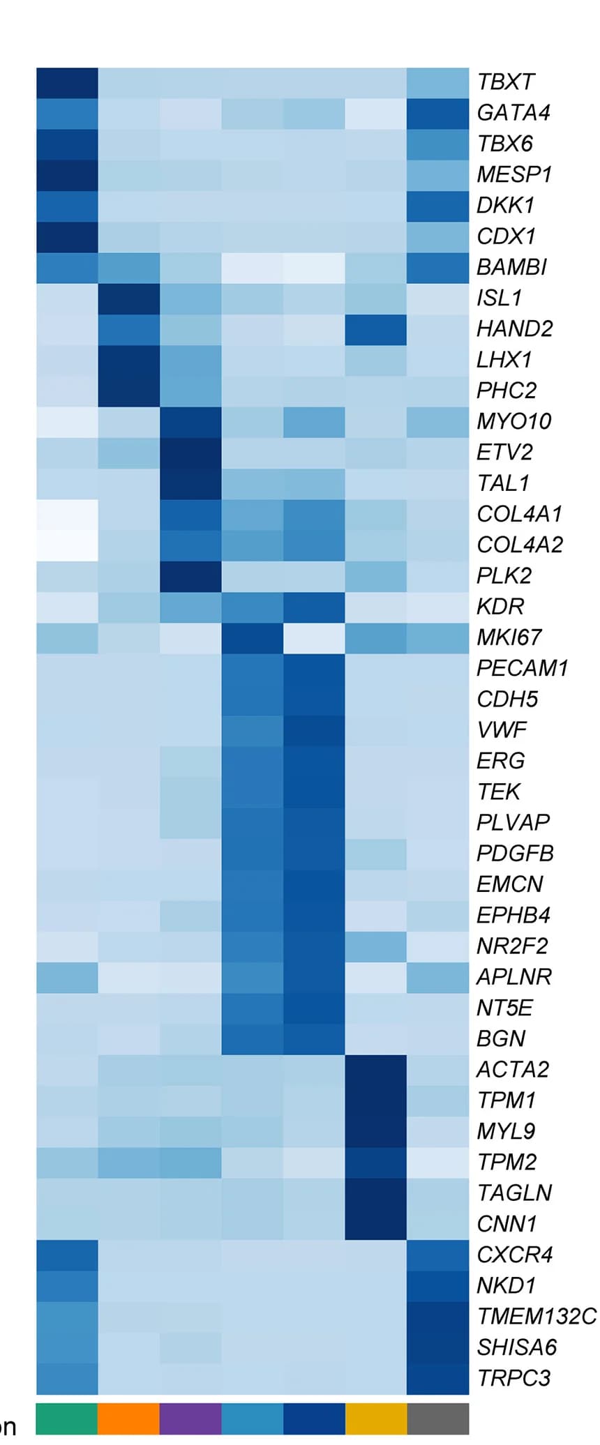 Open access visualization of Heatmap, Clustered, Gene Expression, Cell Populations, Cell Type