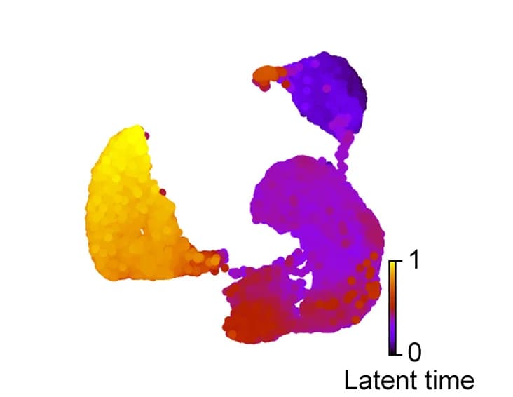 Open access visualization of Scatter Plot, UMAP, Cells, Latent Time, Transcriptional Dynamics