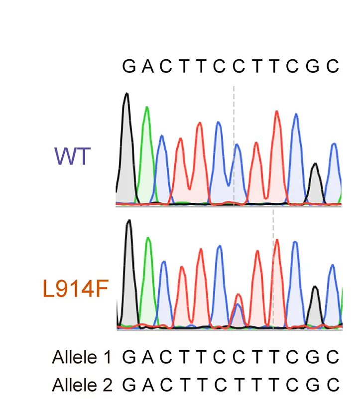 Open access visualization of Line Plot, Sanger Sequencing, Wild-Type, TIE2, hiPSCs