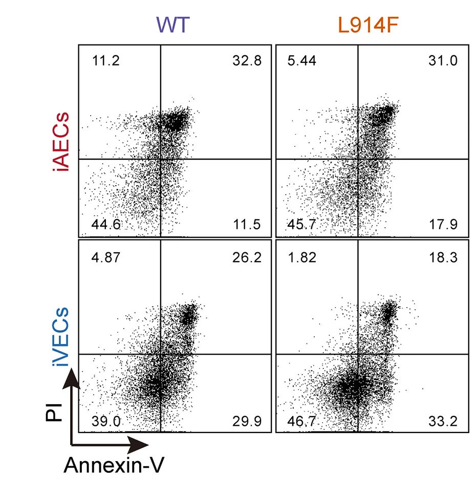 Open access visualization of Scatter Plot, Gene Set Enrichment Analysis, GSEA, L914F-iVECs, WT-iVECs