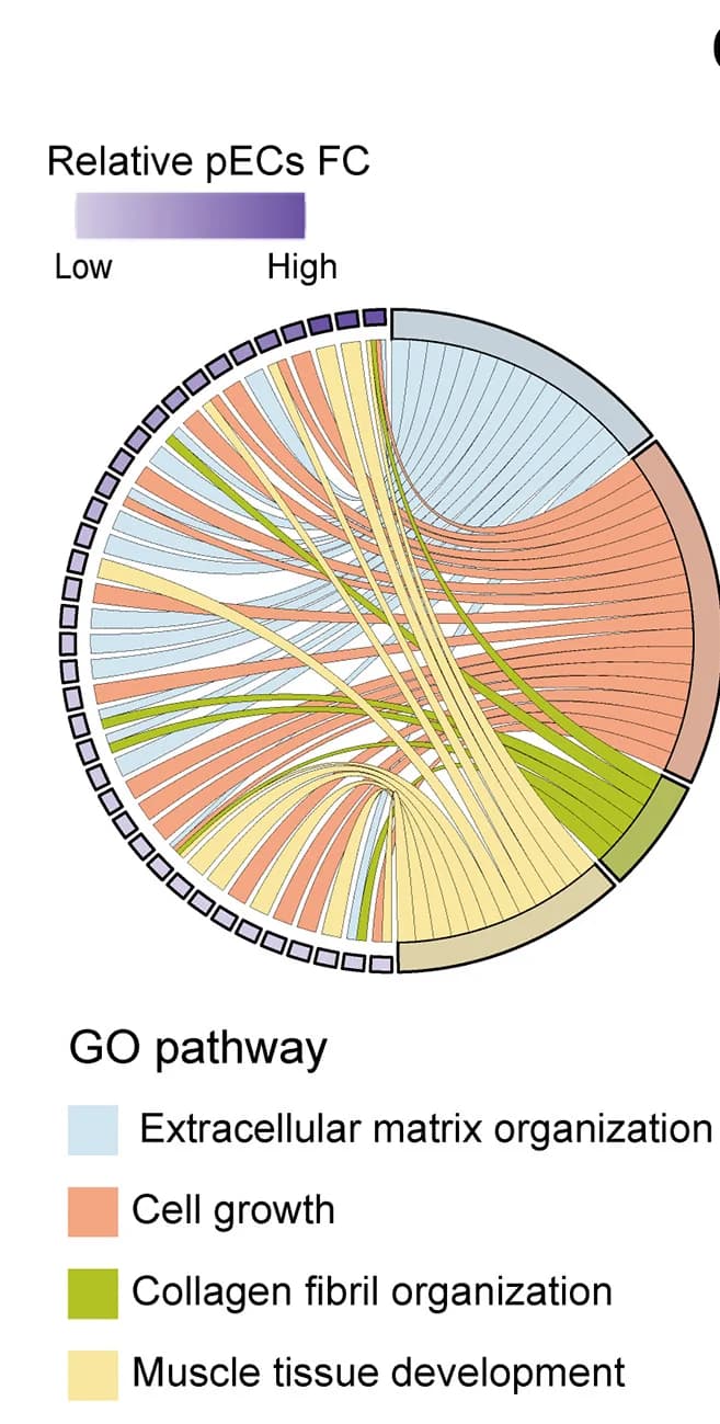 Open access visualization of Chord, Pathway, Gene Ontology, Pathway Enrichment Analysis, Upregulated Genes