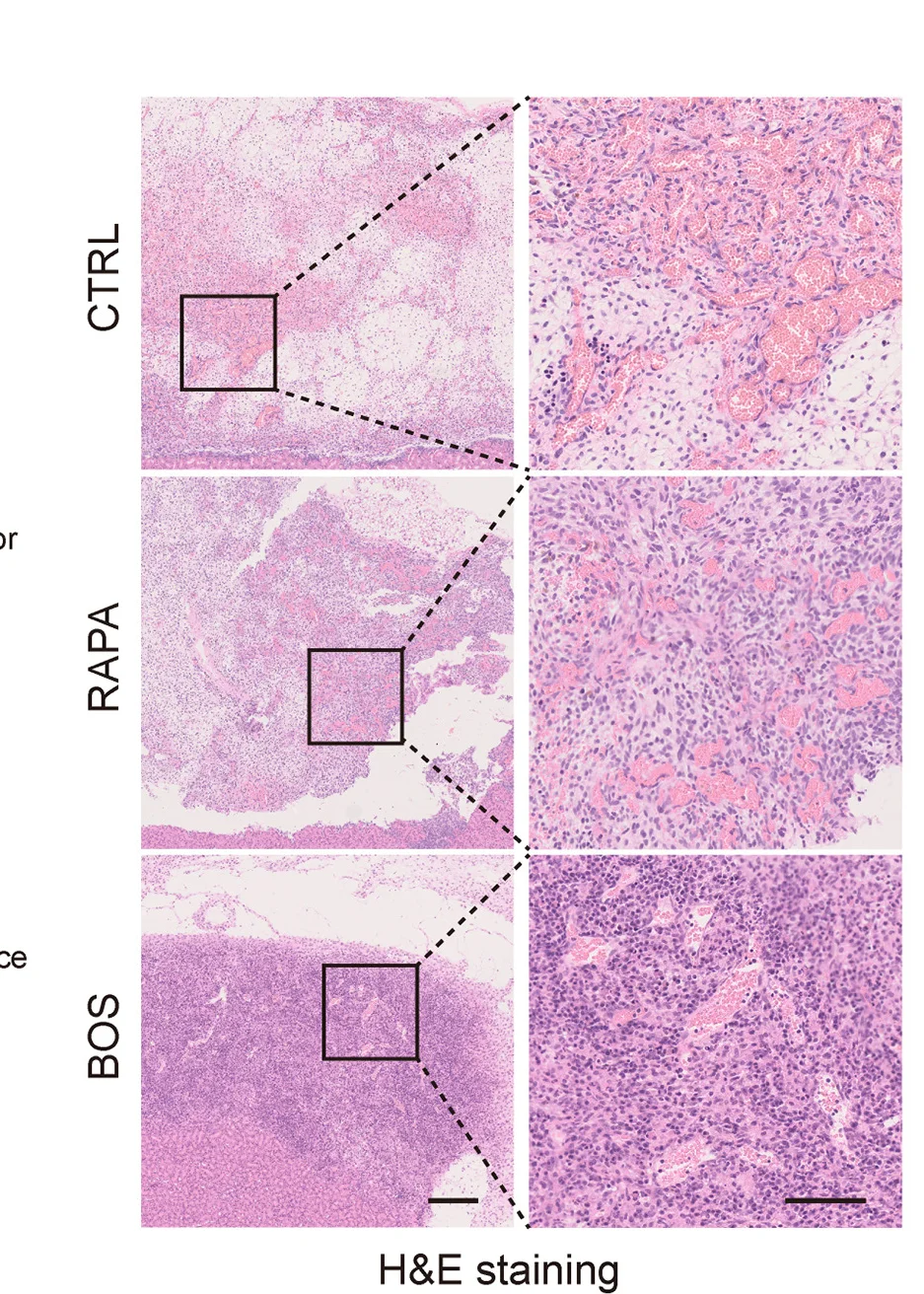 Open access visualization of Microscopy, H&E Staining, Explants, L914F iVECs, Kidney Capsule