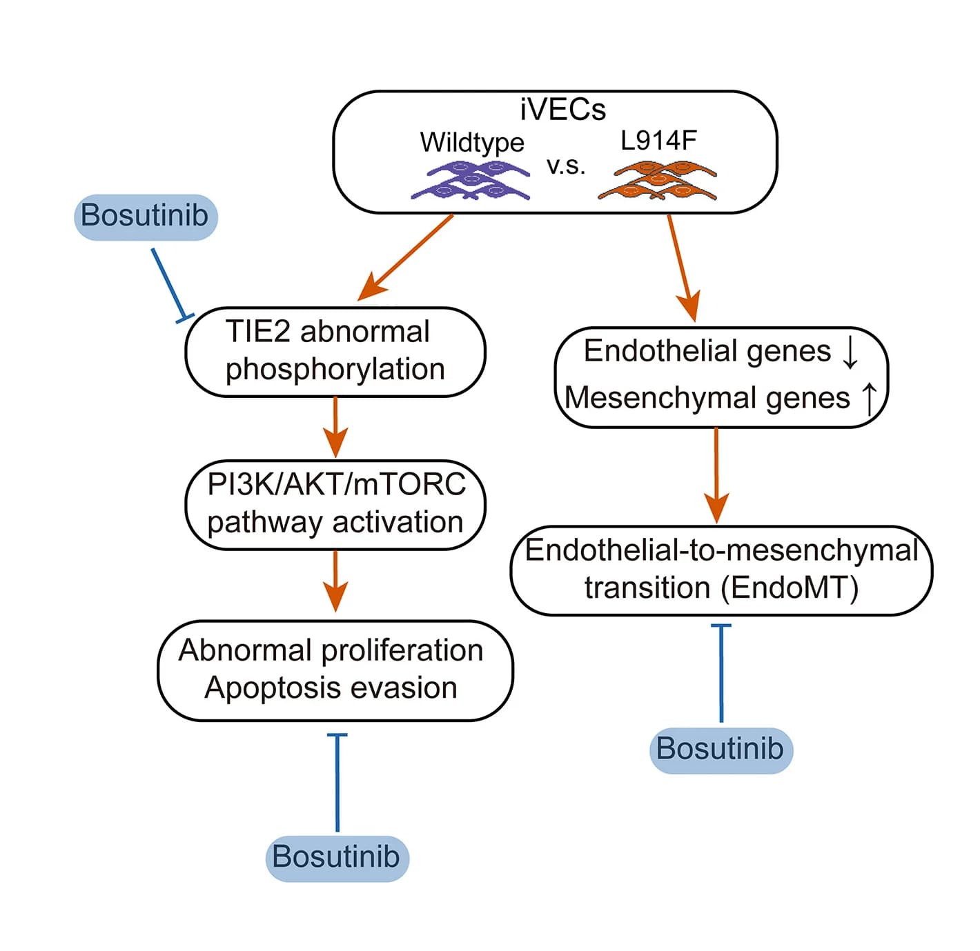 Open access visualization of Workflow, Flowchart, Bosutinib, VMs, EndoMT