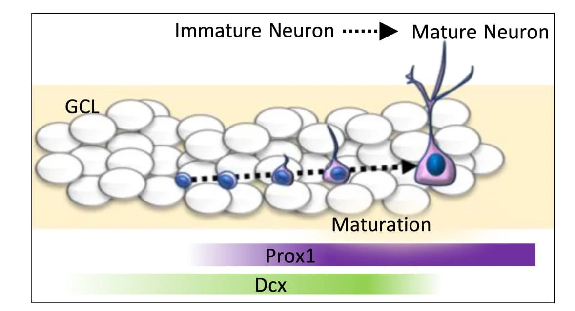 Open access visualization of Illustration, Workflow, Dcx, Prox1, Granule Neuron