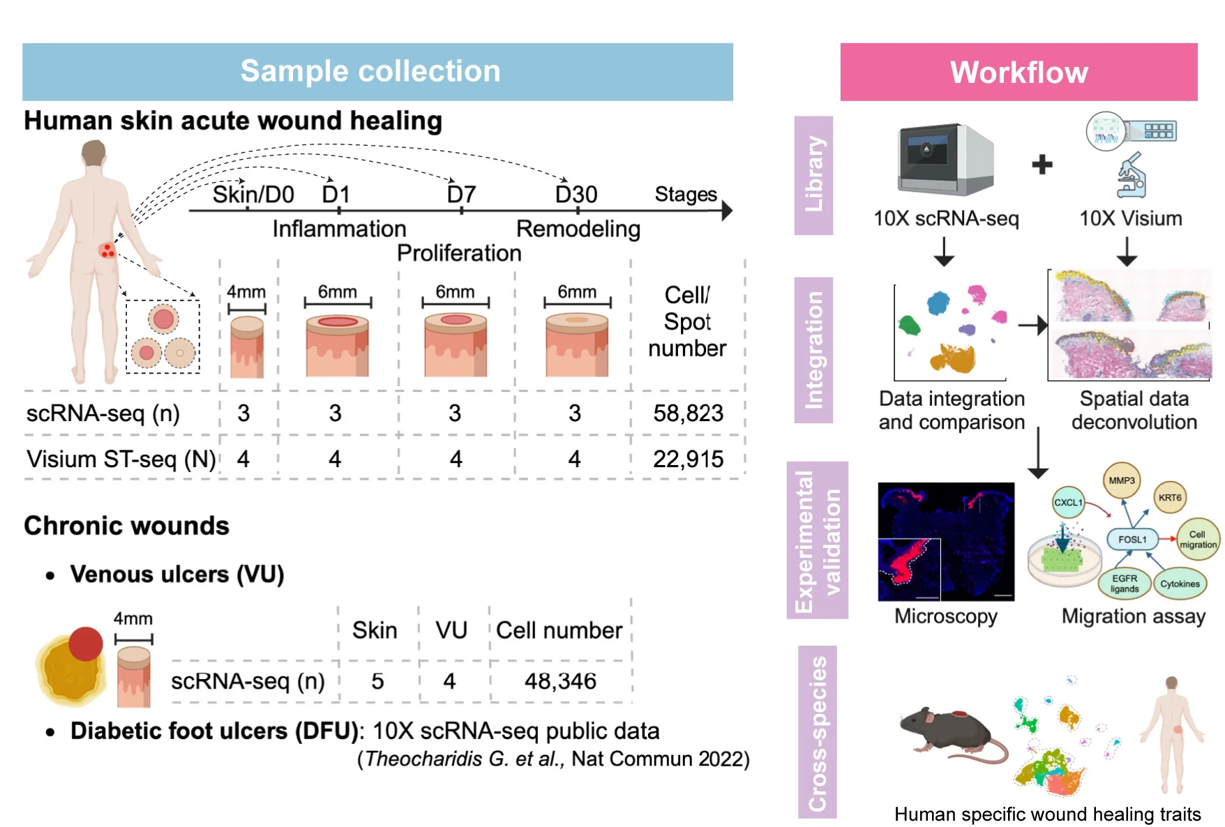 Open access visualization of Workflow, Illustration, Microscopy, Study Design