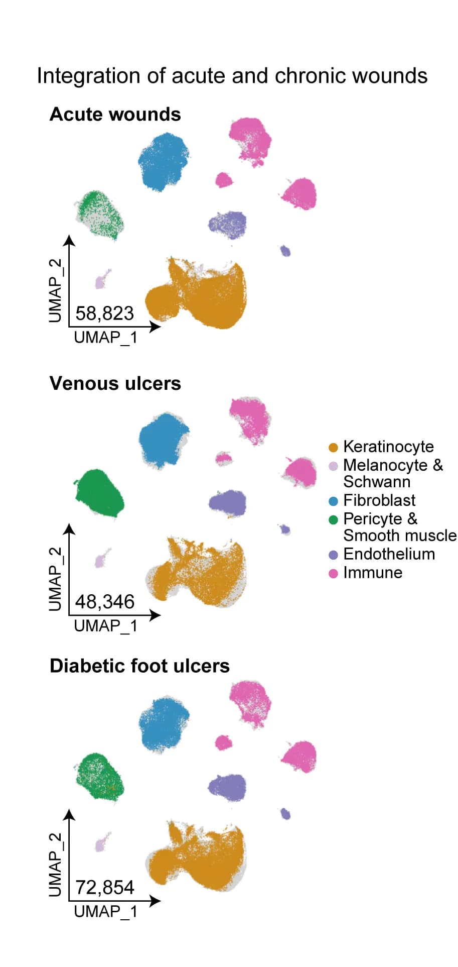 Open access visualization of Scatter Plot, UMAP, Cell Types, Human, Acute Wound