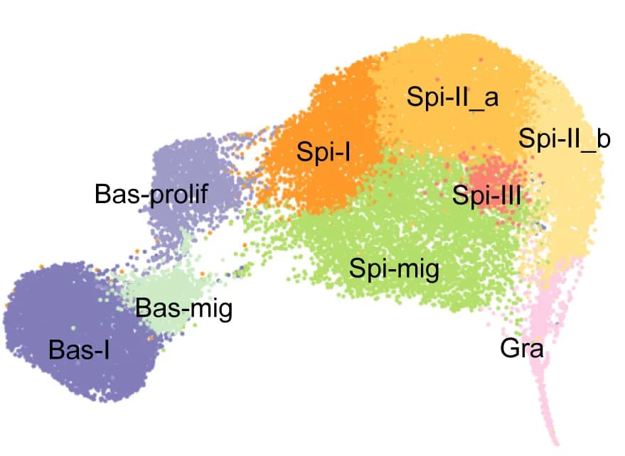 Open access visualization of Scatter Plot, UMAP, Keratinocyte, Subclusters