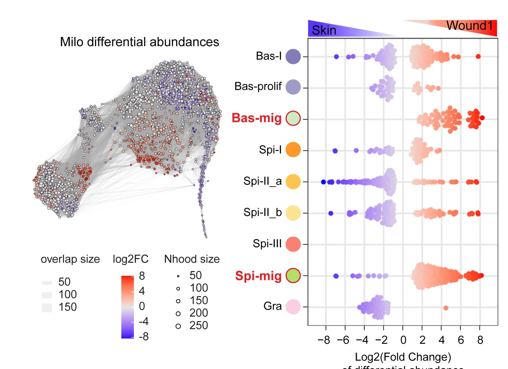 Open access visualization of Network, Scatter Plot, Milo Analysis, Keratinocyte Abundance, Wound