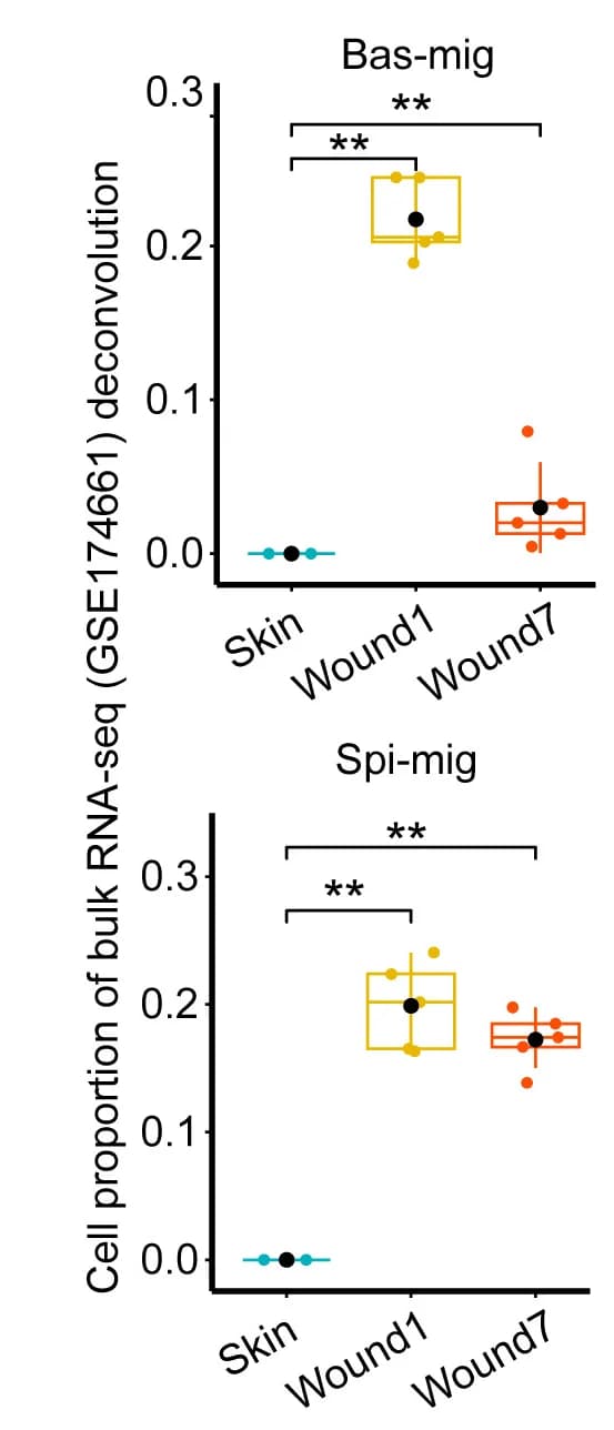 Open access visualization of Box Plot, Scatter Plot, Cellular Proportions, RNA-seq Data, Deconvolution